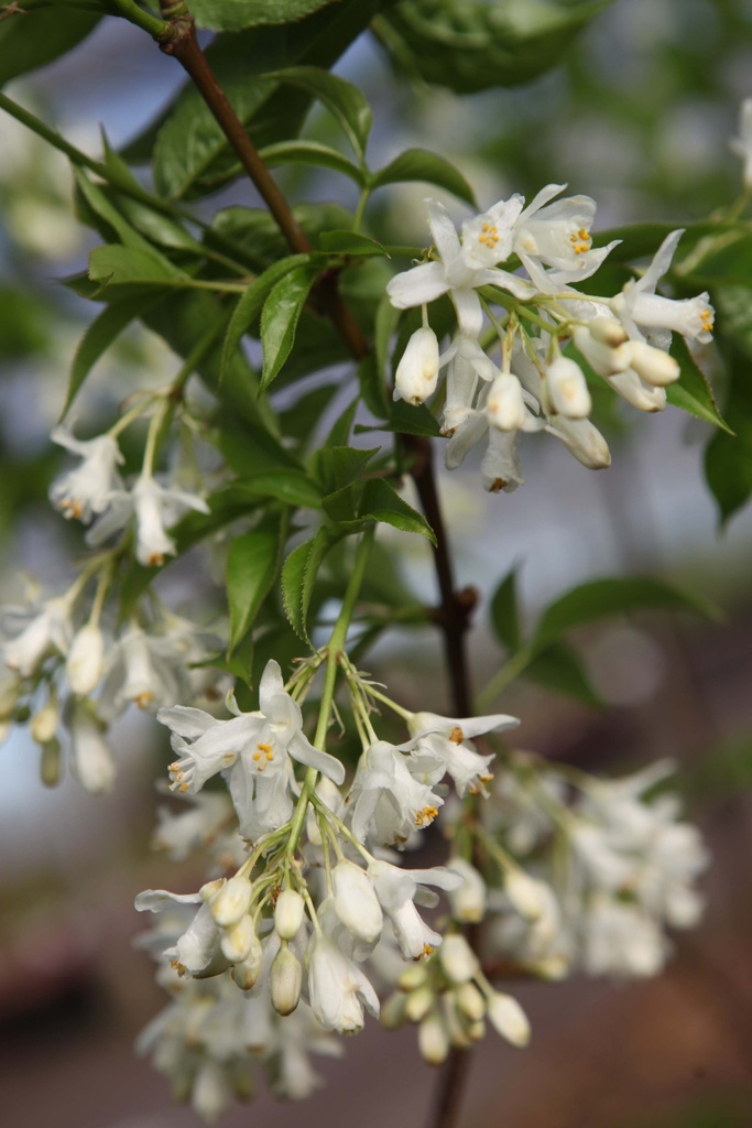 [SCO125C] STAPHYLEA COLCHICA (Pot, 125-150 cm)