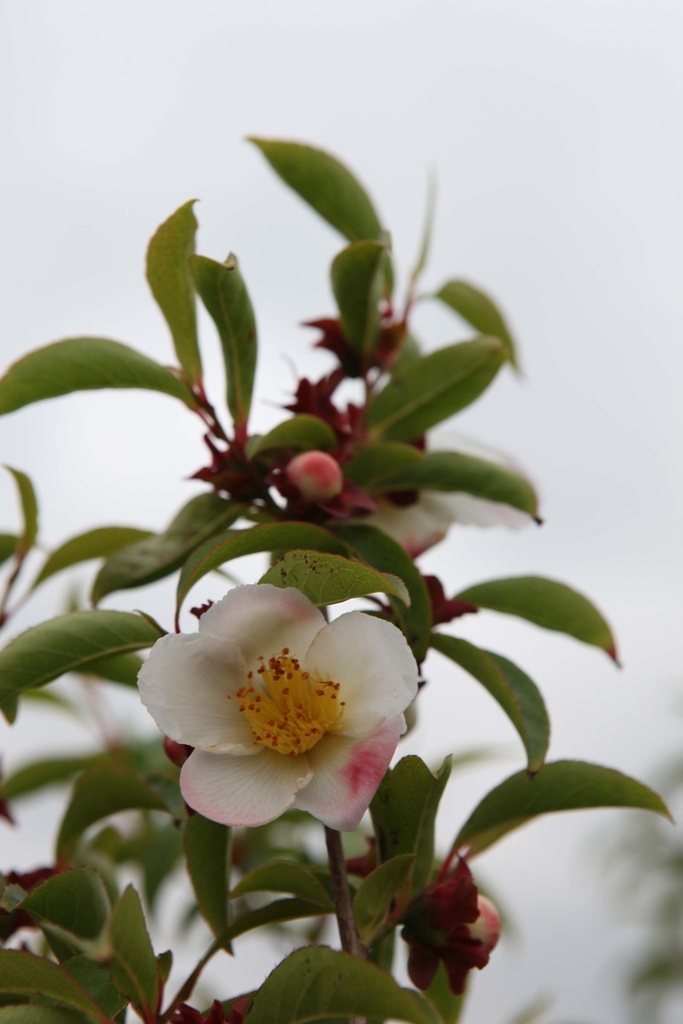 [SPS100] STEWARTIA PSEUDOCAMELLIA (Pot, 100-125 cm)