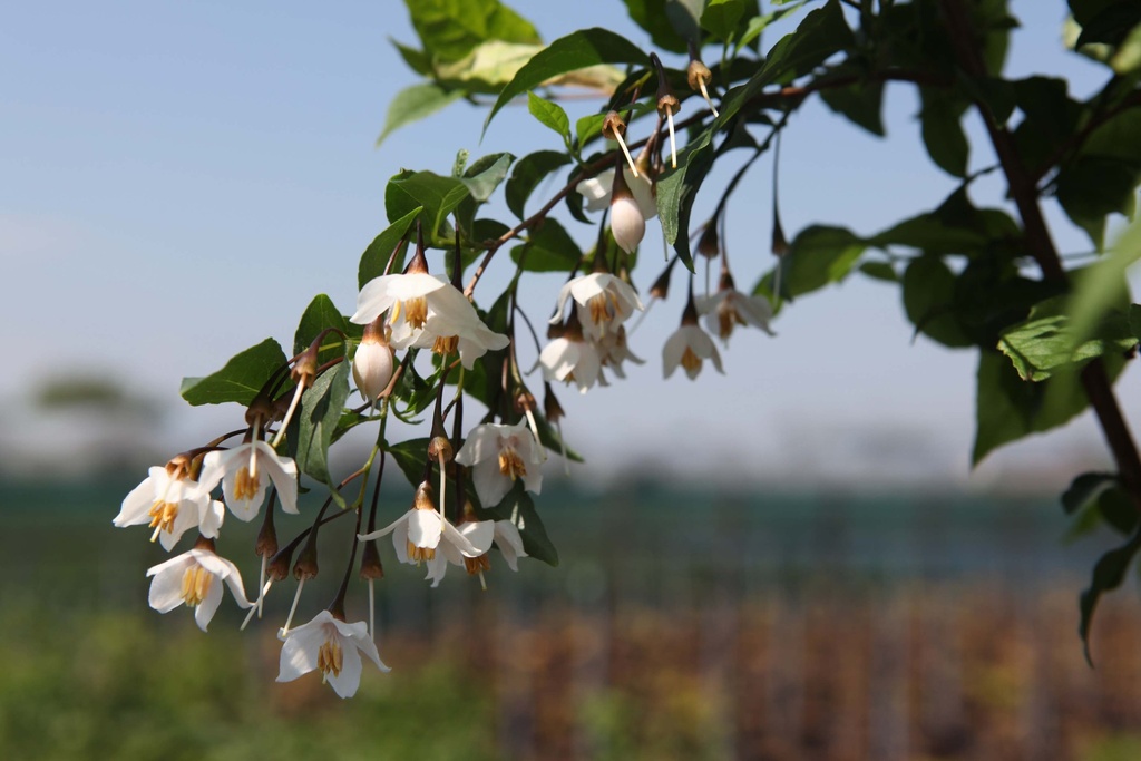 [xx] STYRAX JAPONICA (Pot, 200-250 cm)