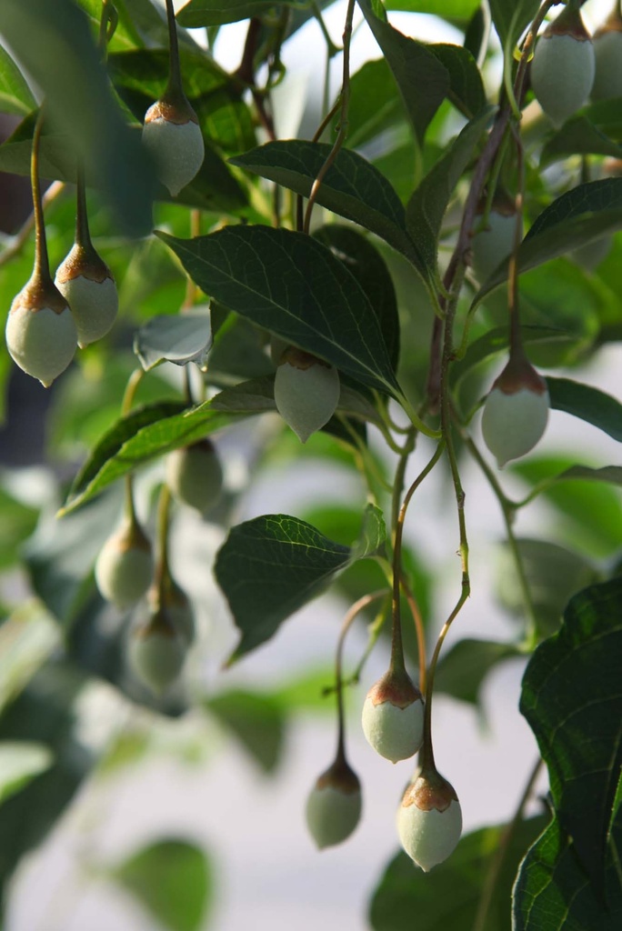 [SJFFO150C] STYRAX JAPONICA 'FRAGRANT FOUNTAIN®' (Pot, 150-175 cm)
