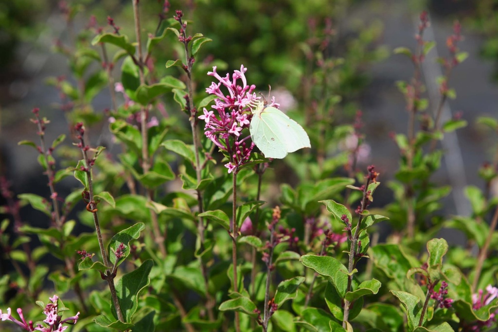 SYRINGA BLOOMERANG® 'PINK PERFUME'