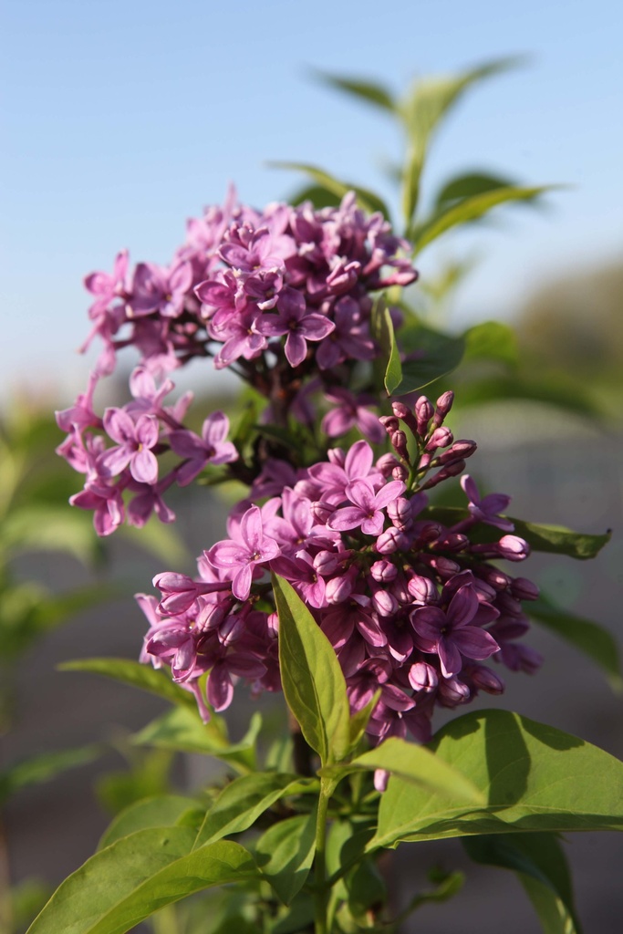 SYRINGA CHINENSIS 'SAUGEANA'