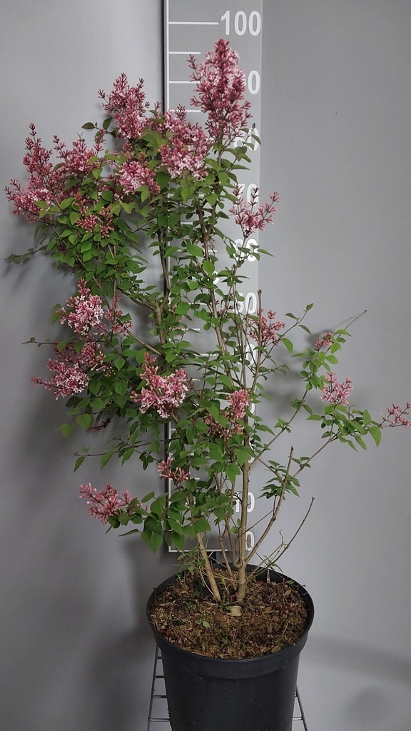 SYRINGA MICROPHYLLA 'SUPERBA'