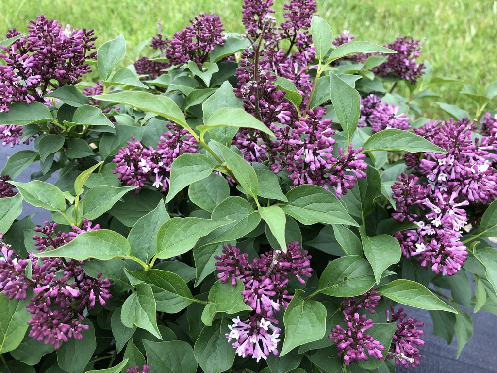 SYRINGA PROVEN WINNERS® BABY KIM