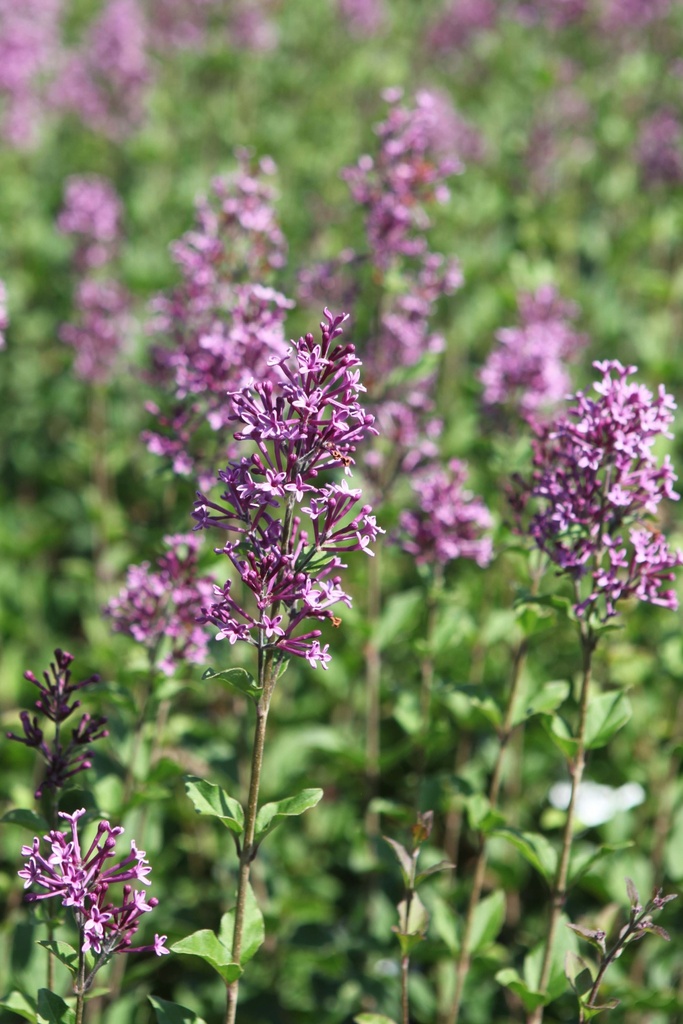 SYRINGA PROVEN WINNERS® BLOOMERANG DARK PURPLE