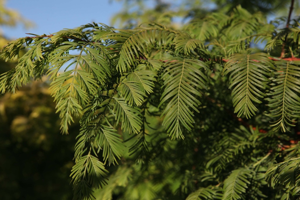 TAXODIUM DISTICHUM