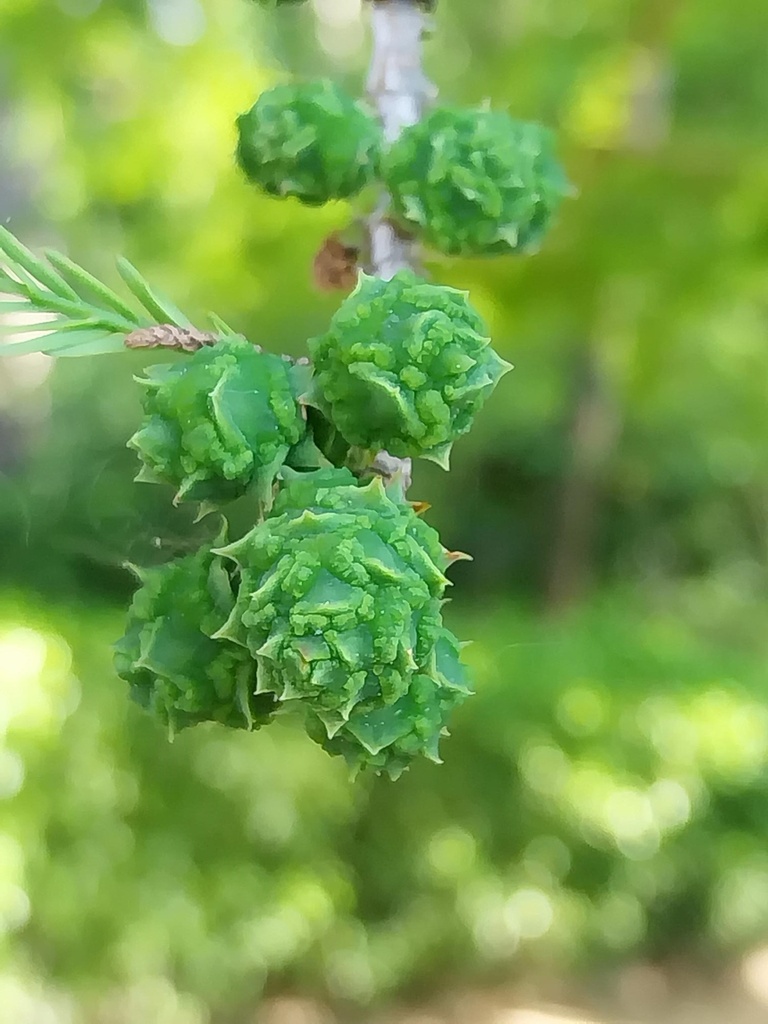 TAXODIUM DISTICHUM