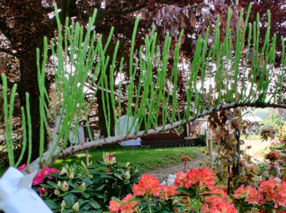 TAXODIUM DISTICHUM 'NUTANS'
