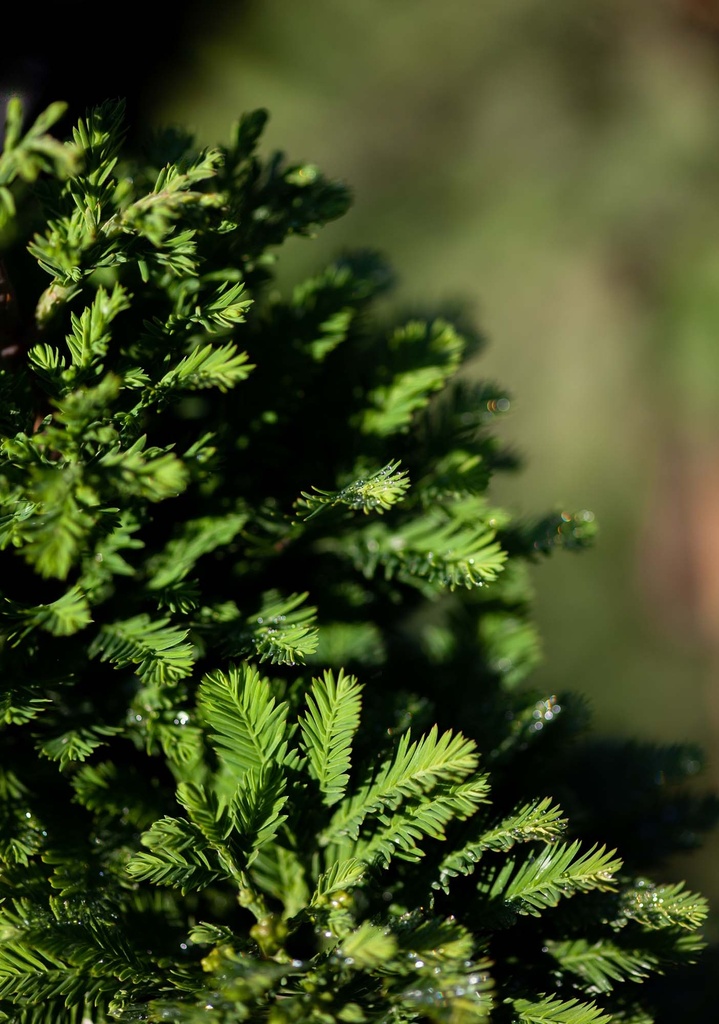 TAXODIUM DISTICHUM 'PEVÉ MINARET'