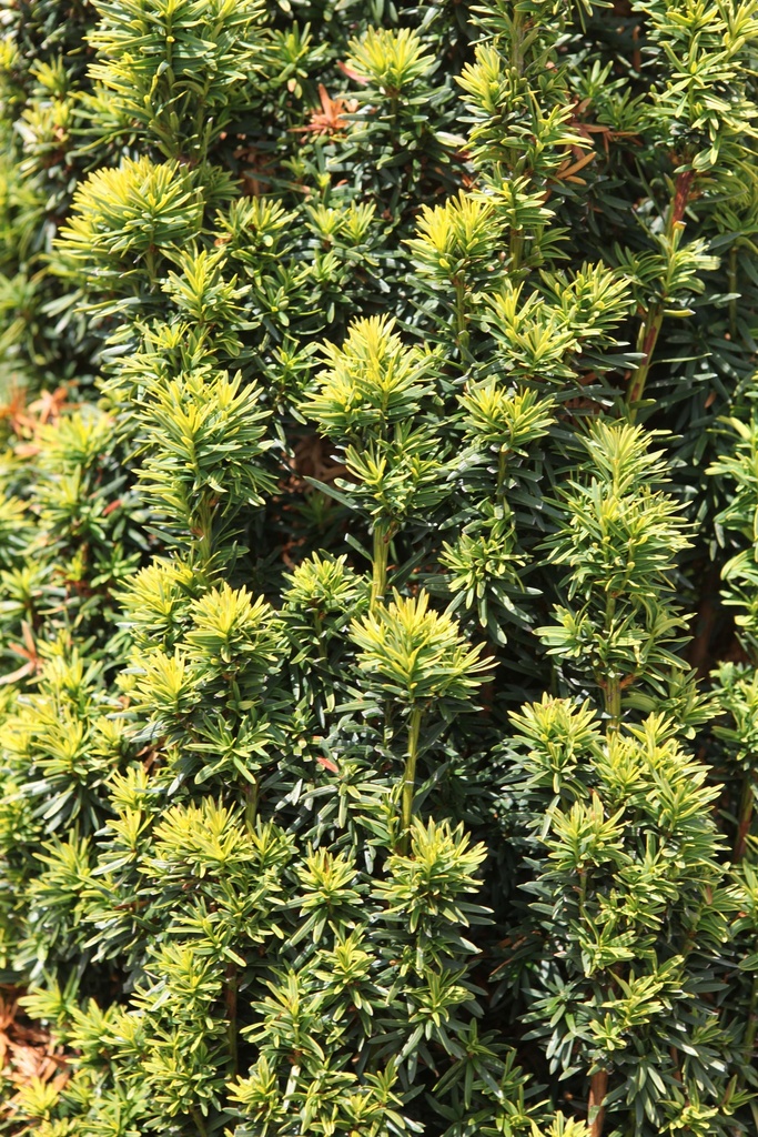 TAXUS BACCATA 'DAVID'