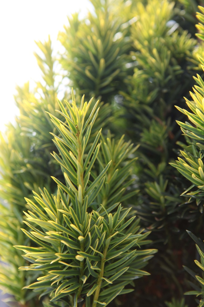 TAXUS BACCATA 'FASTIGIATA AUREA'