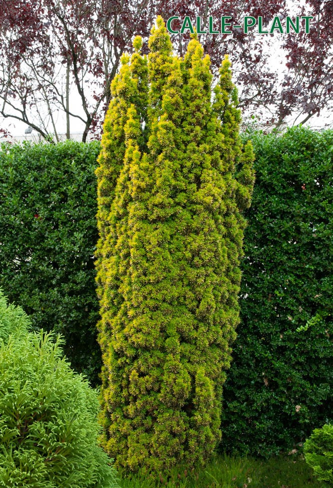 TAXUS BACCATA 'FASTIGIATA AUREA'