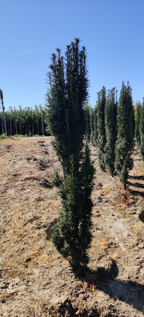 TAXUS BACCATA 'FASTIGIATA ROBUSTA'