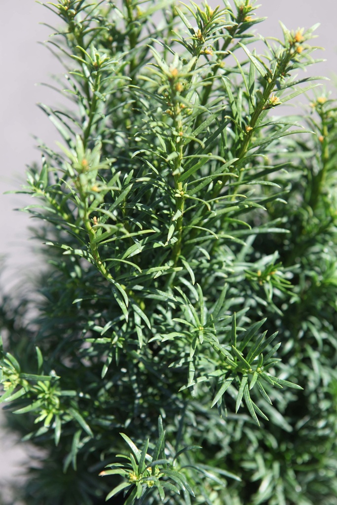 TAXUS BACCATA 'FUNNY JEWEL®'