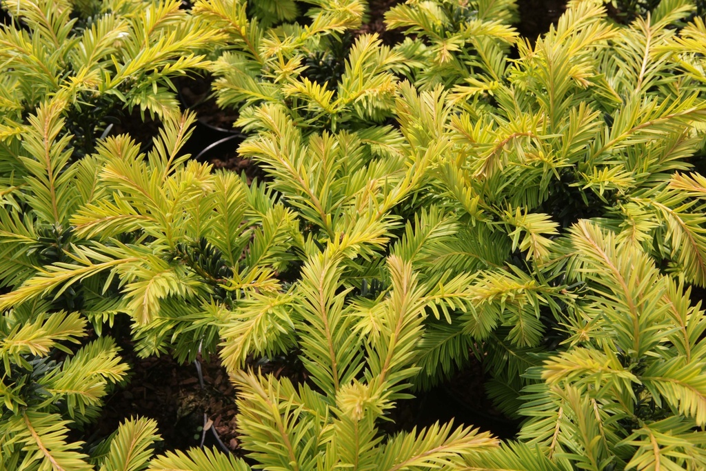 TAXUS BACCATA 'KUPFERGOLD'