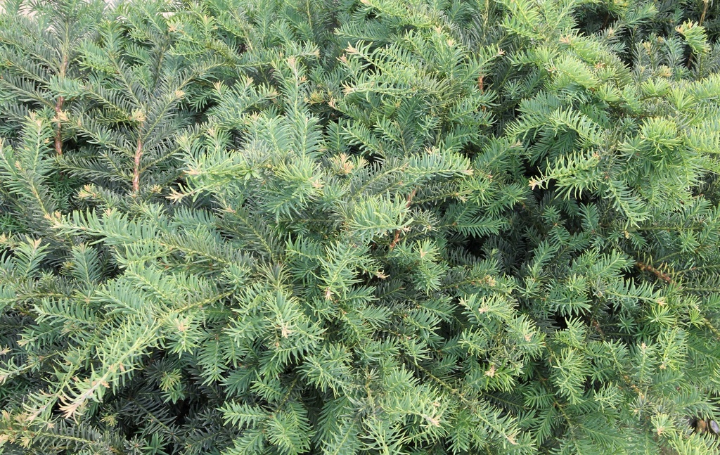 [TBRE30] TAXUS BACCATA 'REPANDENS' (Pot 3 liter, 30-40 cm)