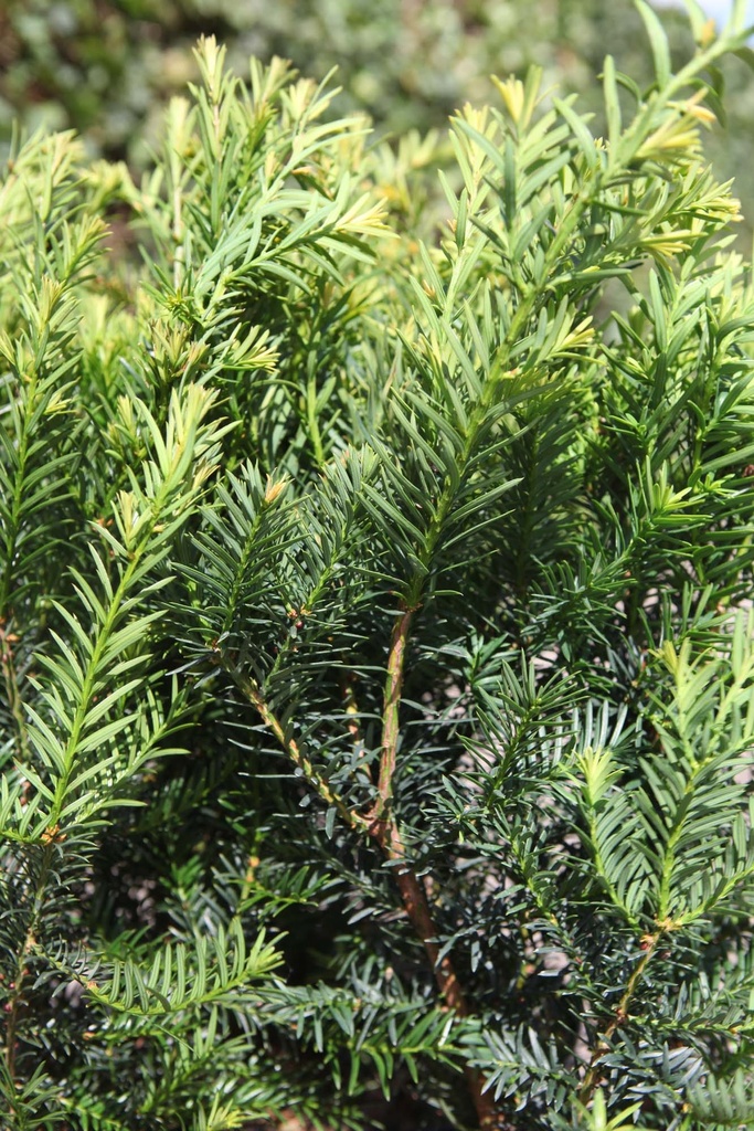 TAXUS MEDIA 'FARMEN'