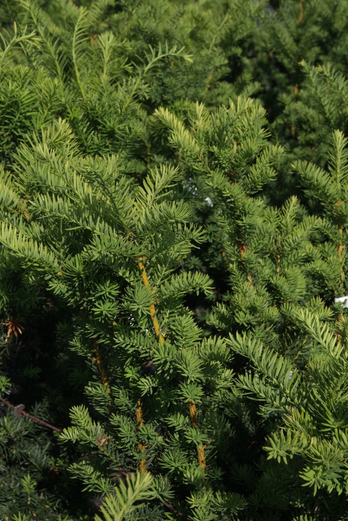 [xx] TAXUS MEDIA 'HICKSII' (Pot 3 litres, 30-40 cm)