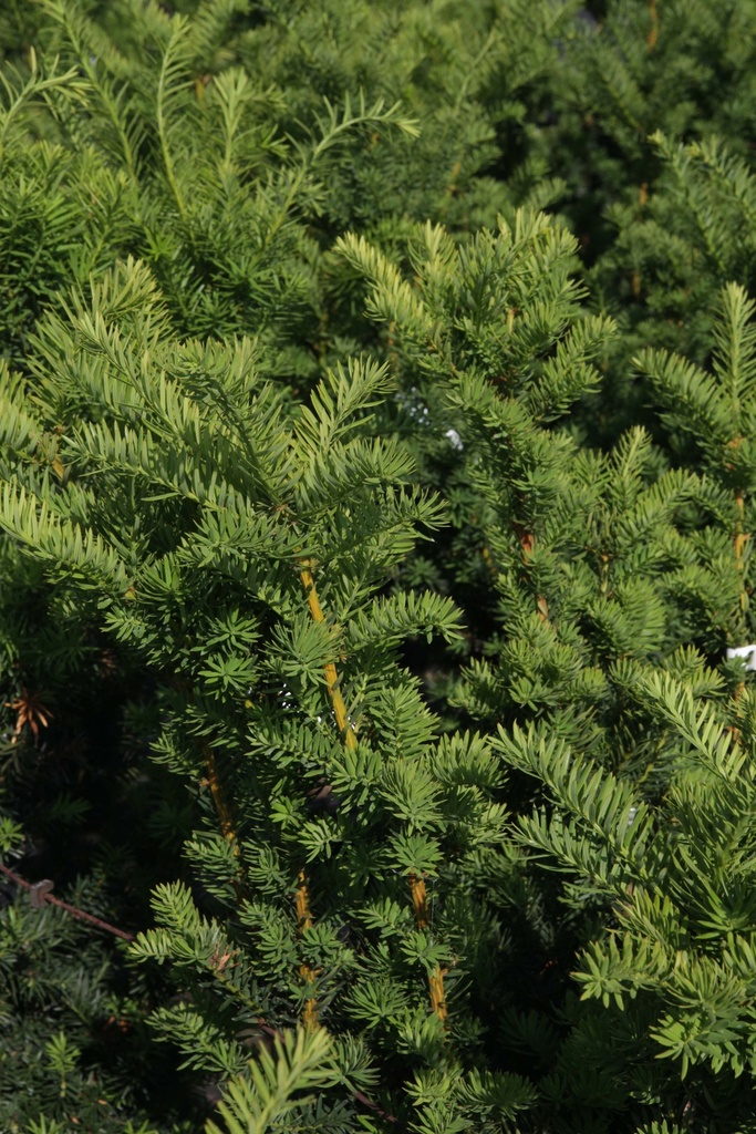 TAXUS MEDIA 'HICKSII'