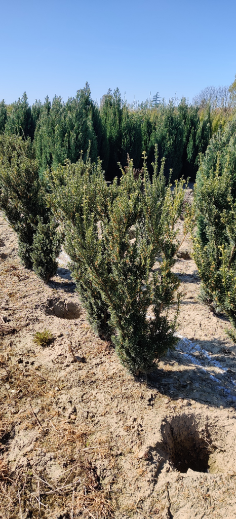 [TMHIL100] TAXUS MEDIA 'HILLII' (Pot, 100-125 cm)
