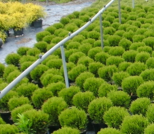 [TODA20] THUJA OCCIDENTALIS 'DANICA' (Pot 3 liter, 20-25 cm)