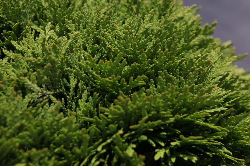 THUJA OCCIDENTALIS 'DANICA'