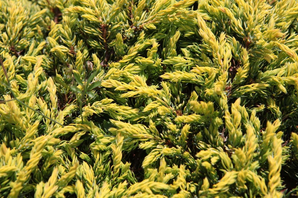 THUJA OCCIDENTALIS 'GOLDEN GLOBE'