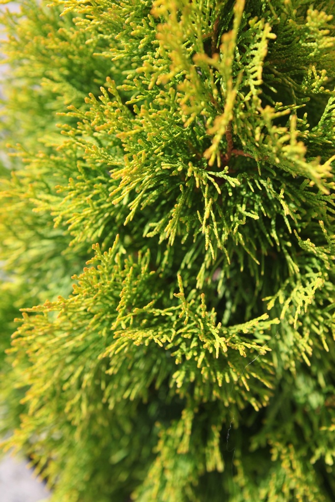 THUJA OCCIDENTALIS 'GOLDEN SMARAGD'