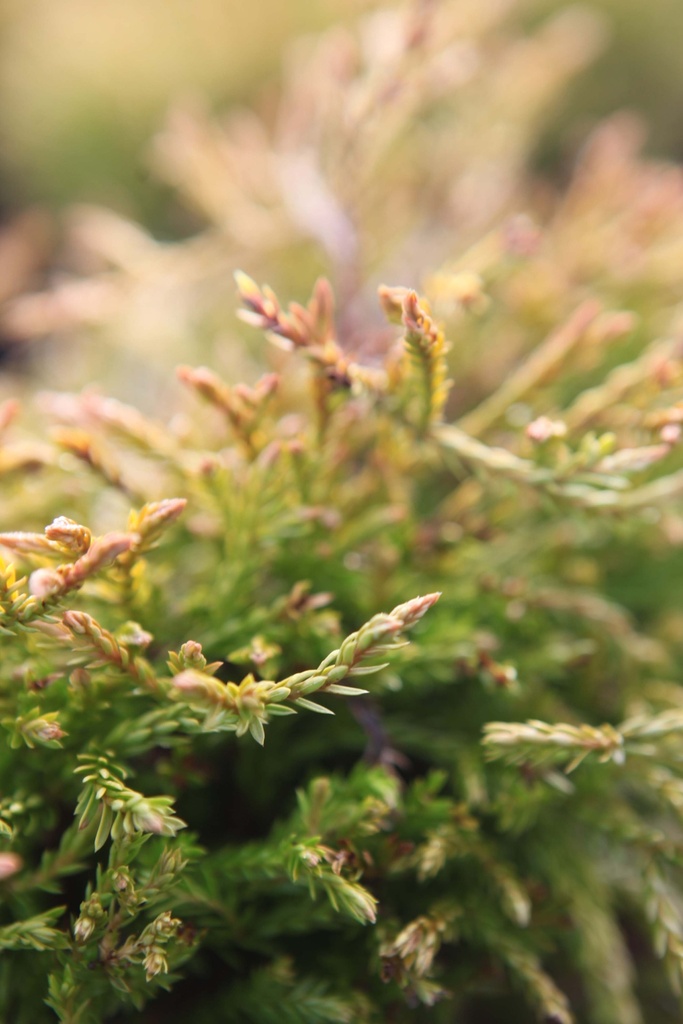 THUJA OCCIDENTALIS 'GOLDEN TUFFET'