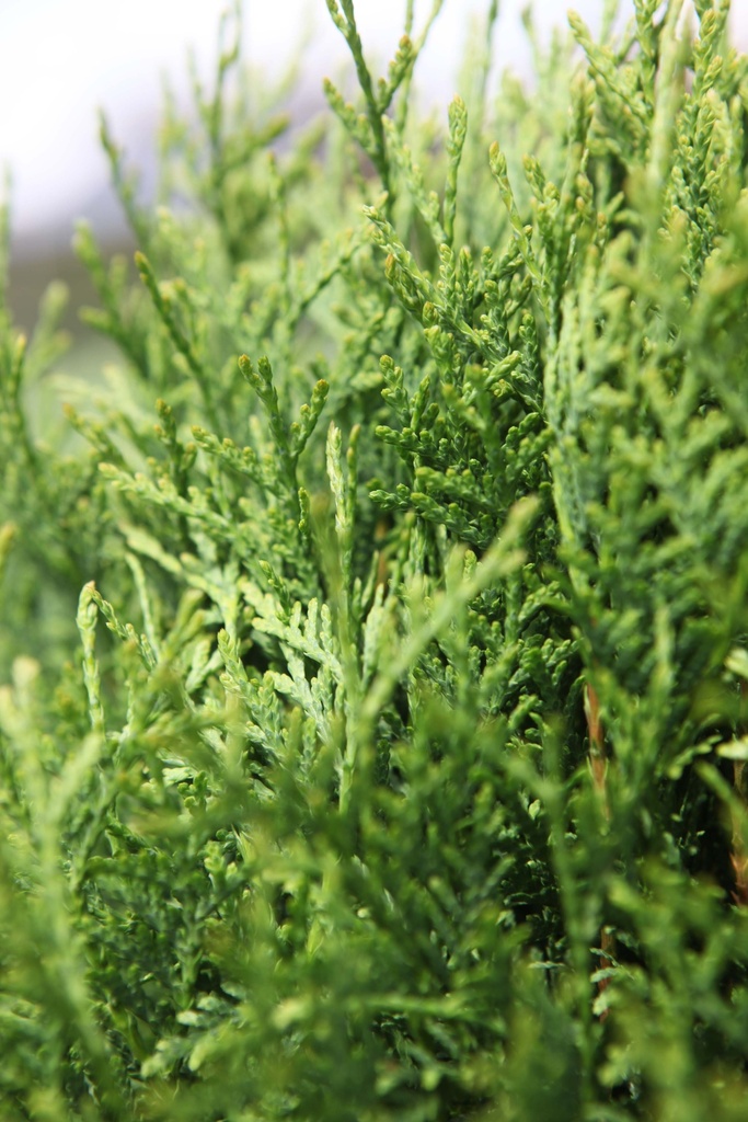 THUJA OCCIDENTALIS 'GREEN EGG'