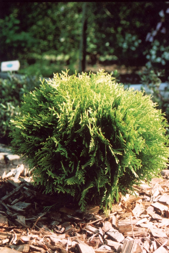 THUJA OCCIDENTALIS 'MIRJAM'