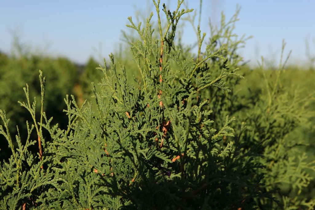 THUJA OCCIDENTALIS 'PYRAMIDALIS COMPACTA'