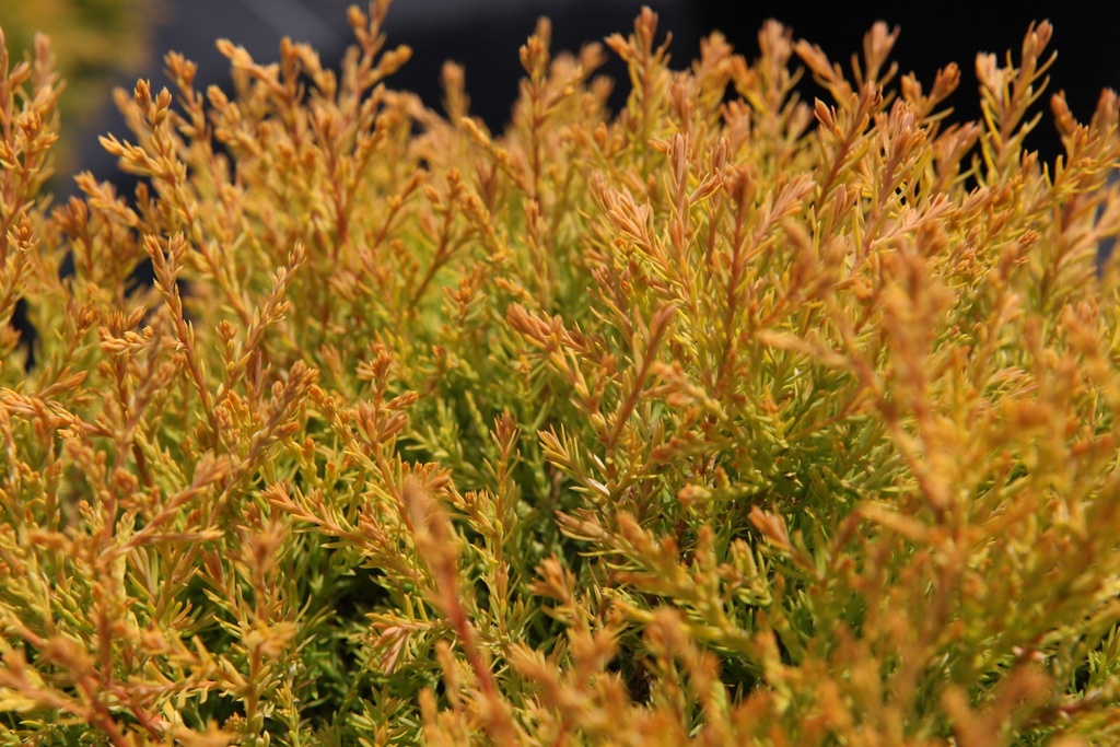 THUJA OCCIDENTALIS 'RHEINGOLD'