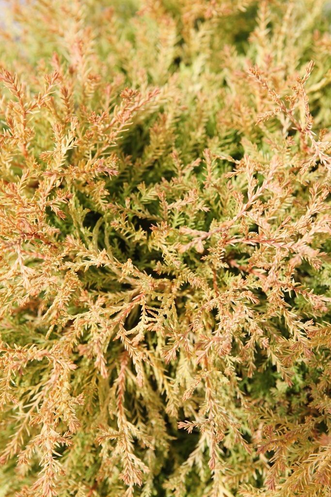 THUJA OCCIDENTALIS 'RHEINGOLD'