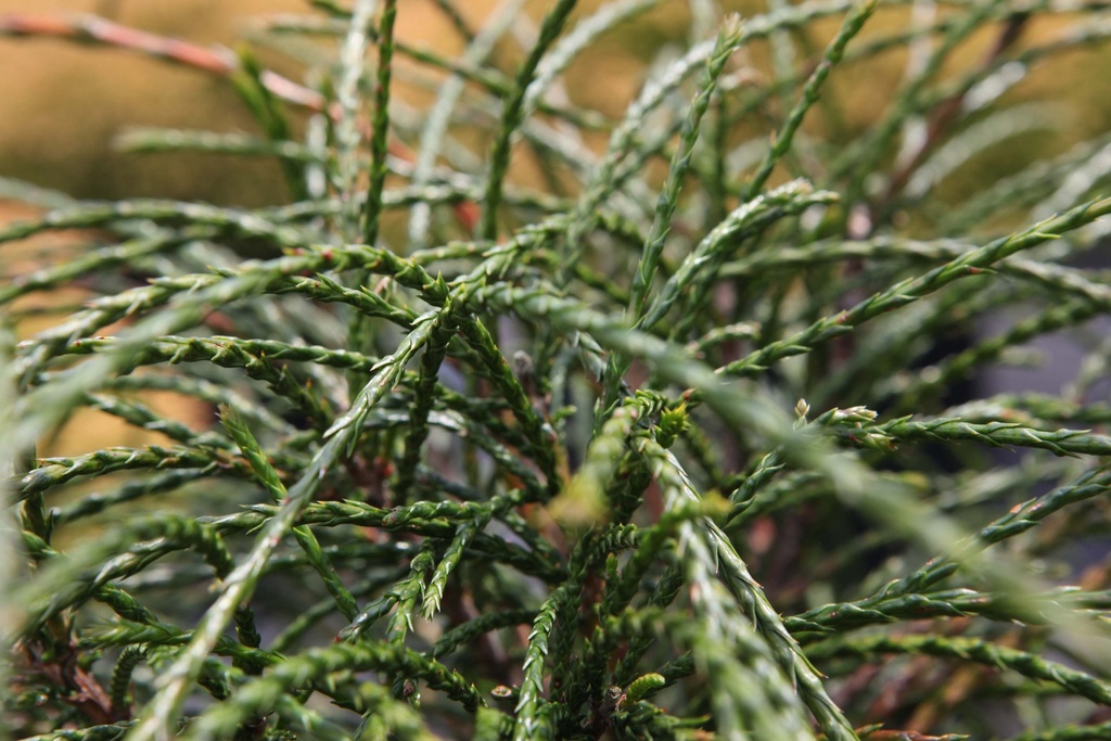 [TPWH25C3] THUJA PLICATA 'WHIPCORD' (Pot 3 liter, 25-30 cm)