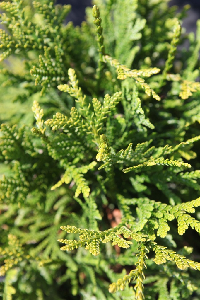 THUJOPSIS DOLABRATA