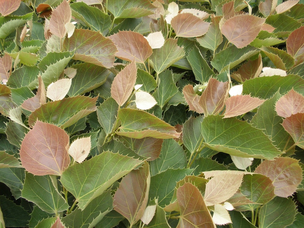 [xx] TILIA HENRYANA 'ARNOLD SELECT' (Pot, 150-175 cm)