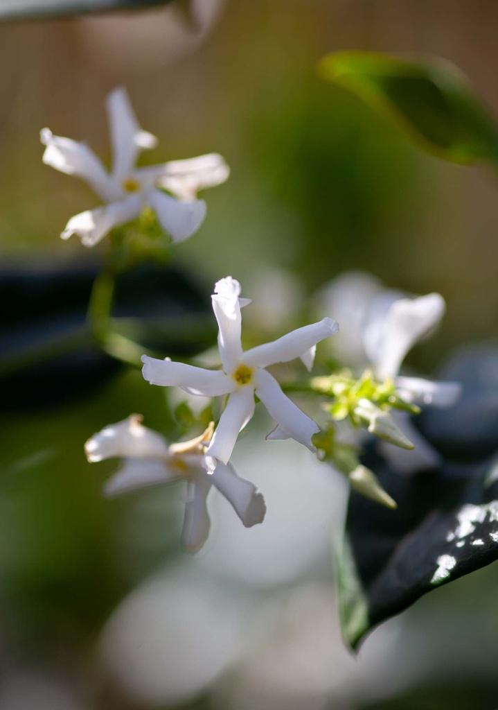 TRACHELOSPERMUM JASMINOIDES