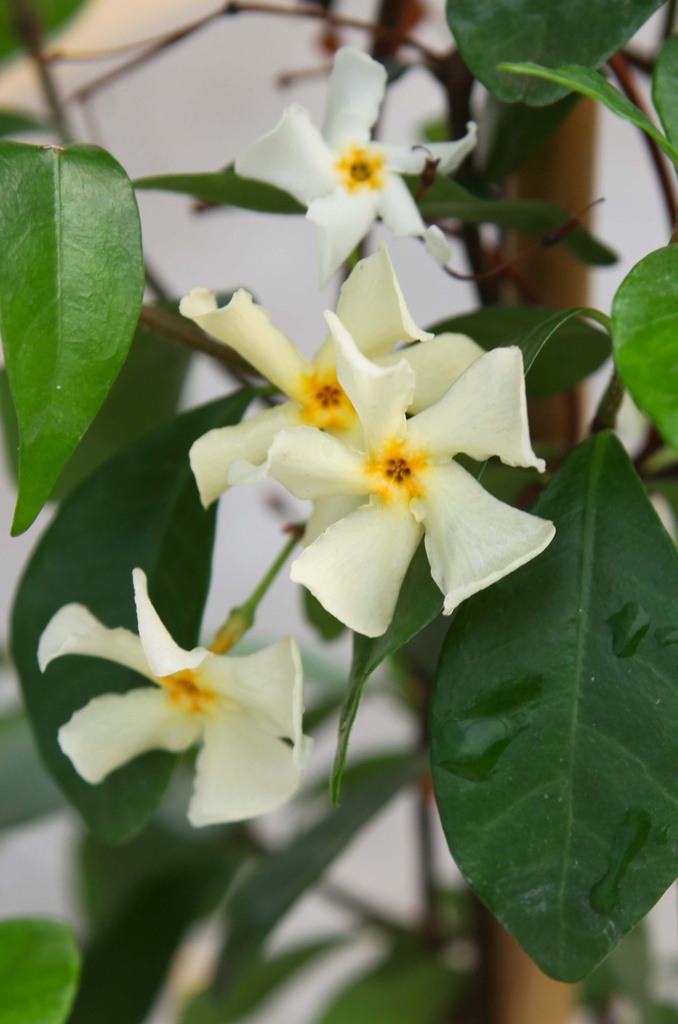 TRACHELOSPERMUM JASMINOIDES 'STAR OF TOSCANE'
