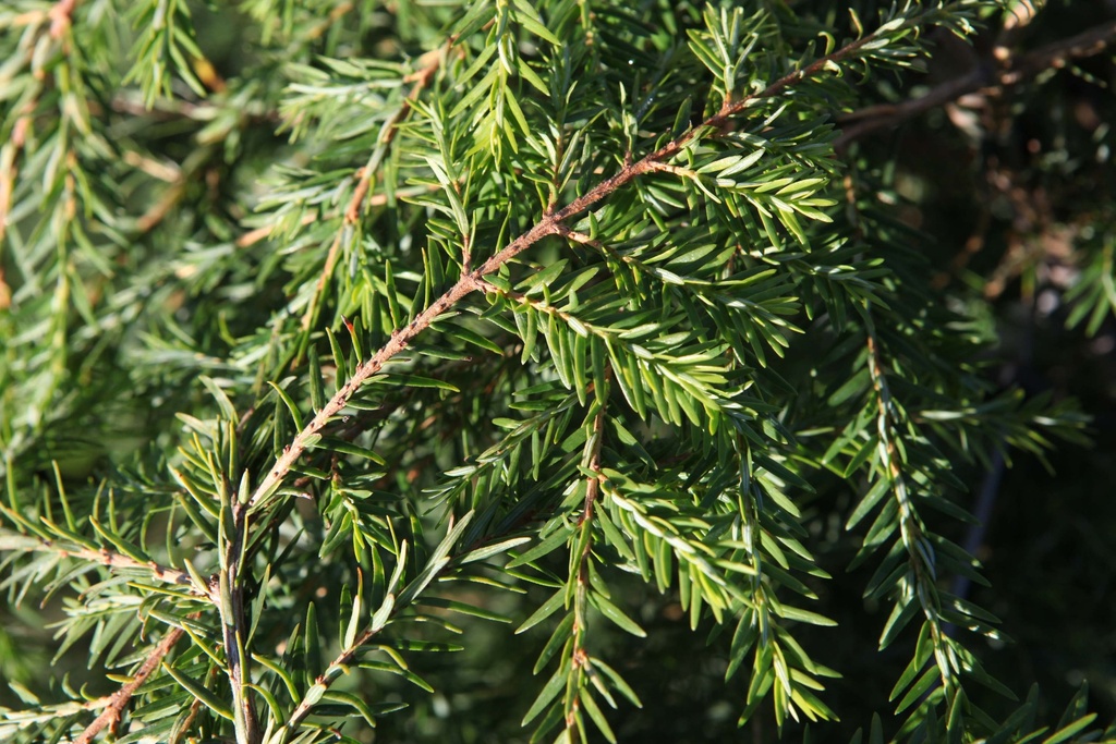 TSUGA CANADENSIS