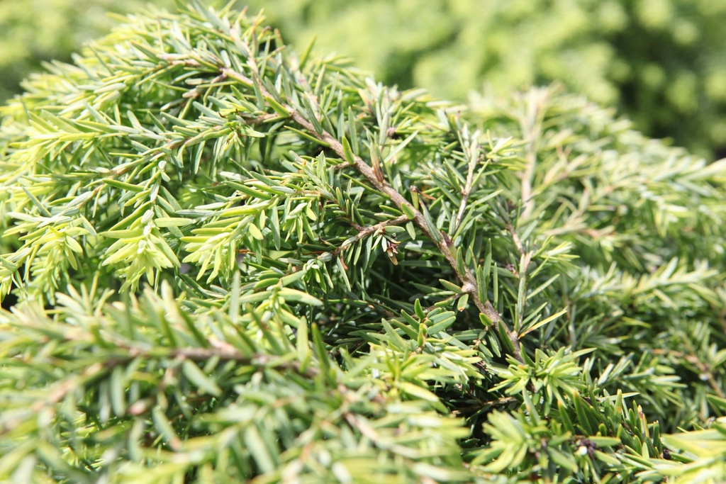 TSUGA CANADENSIS 'JEDDELOH'
