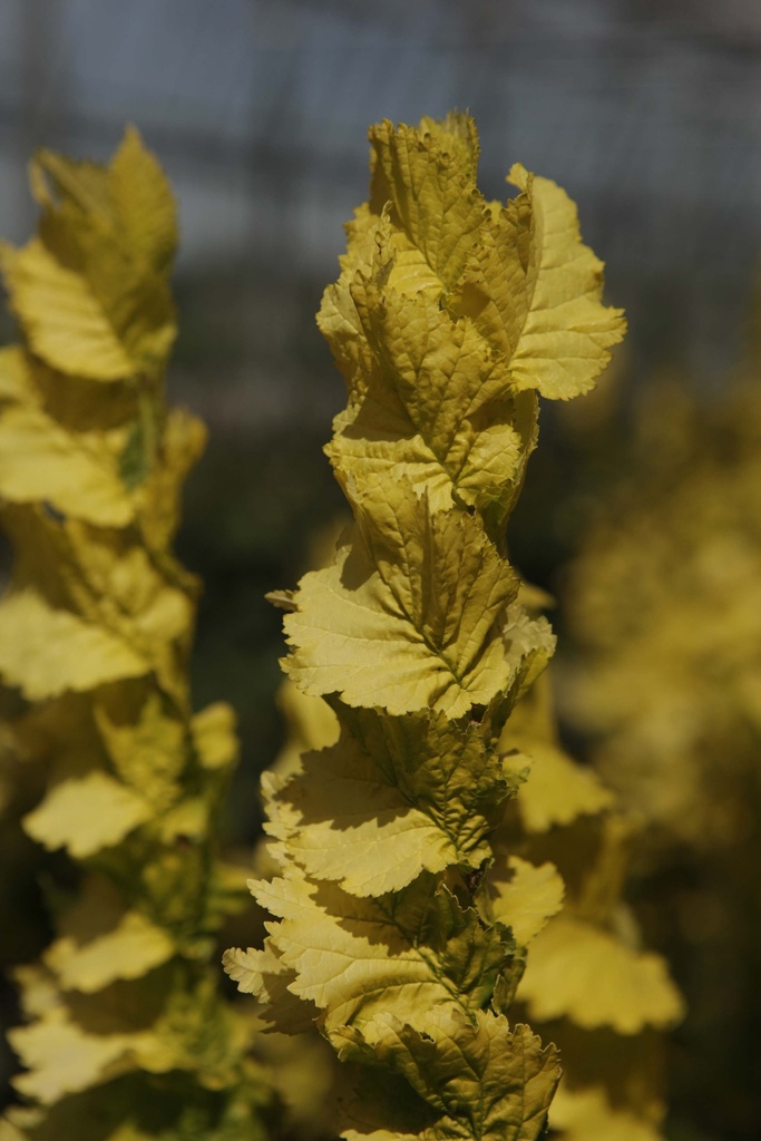 [UHWR150] ULMUS HOLLANDICA 'WREDEI' (Pot, 150-175 cm)