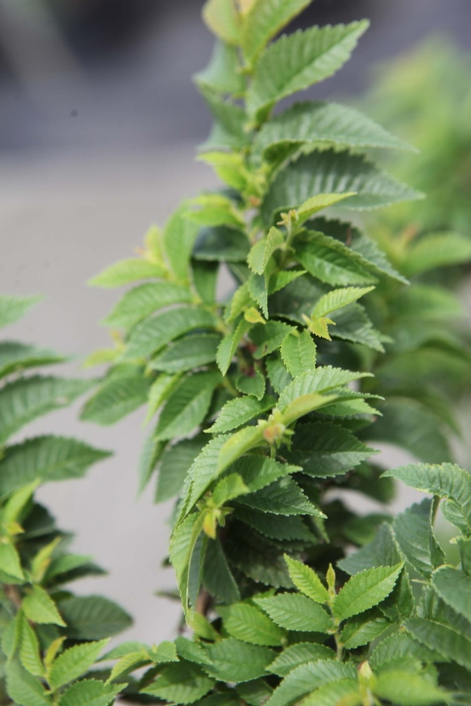 [xx] ULMUS MINOR 'JACQUELINE HILLIER' (Pot, 100-125 cm)