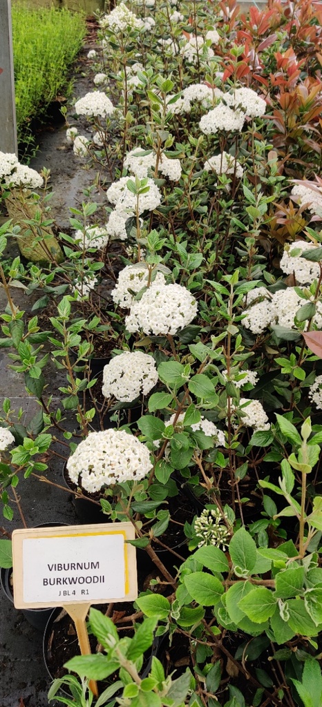 VIBURNUM BURKWOODII