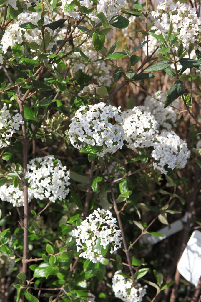 VIBURNUM BURKWOODII 'ANNE RUSSELL'