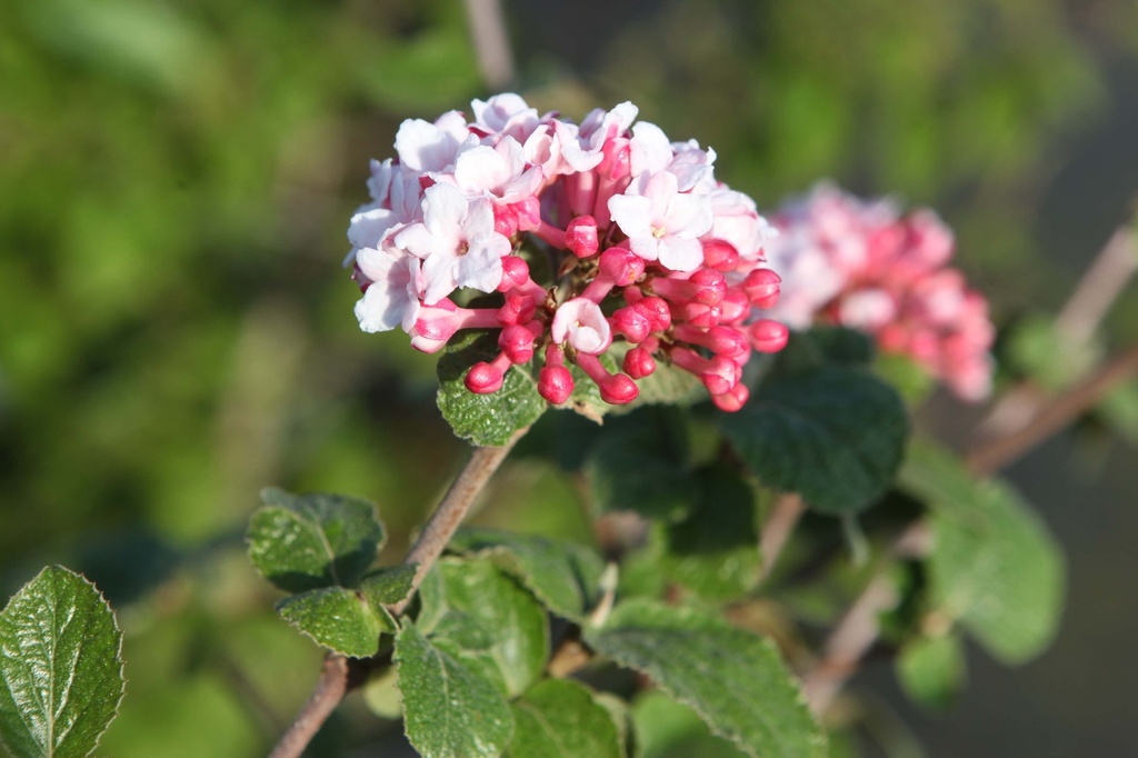 VIBURNUM CARLESII 'AURORA'