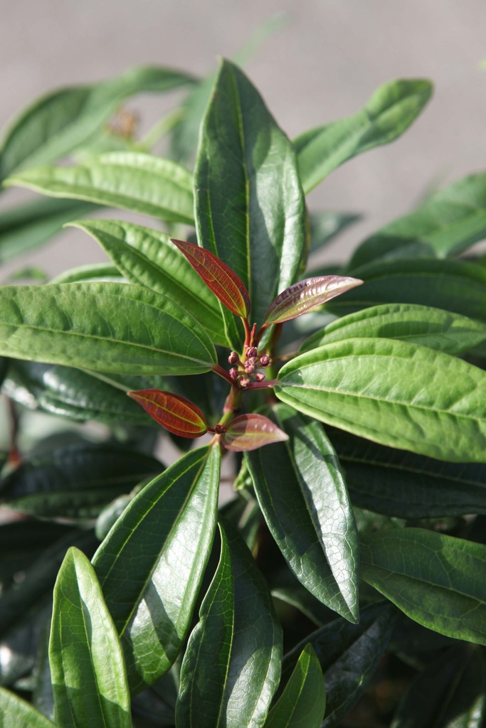 VIBURNUM DAVIDII 'ANGUSTIFOLIUM'