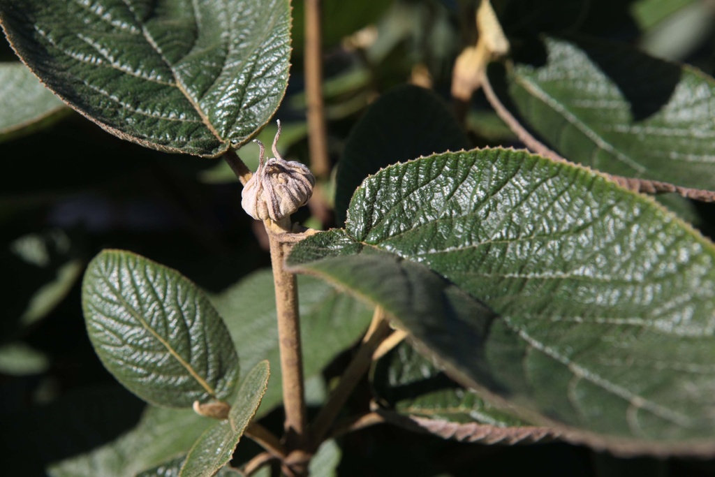 VIBURNUM LANTANA 'MOHICAN'