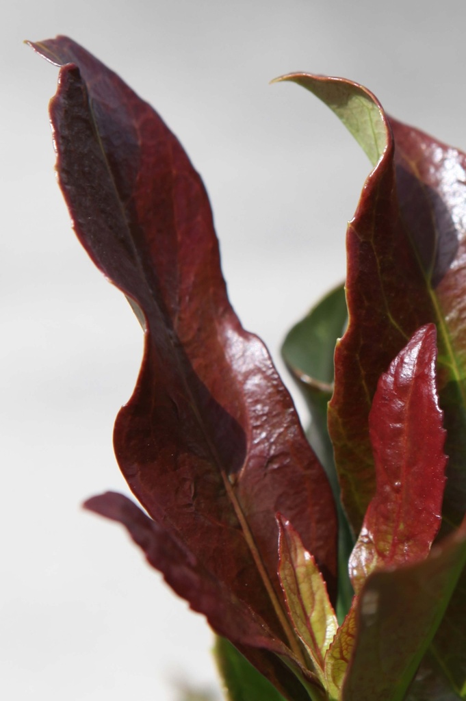 VIBURNUM ODORATISSIMUM COPPERTOP