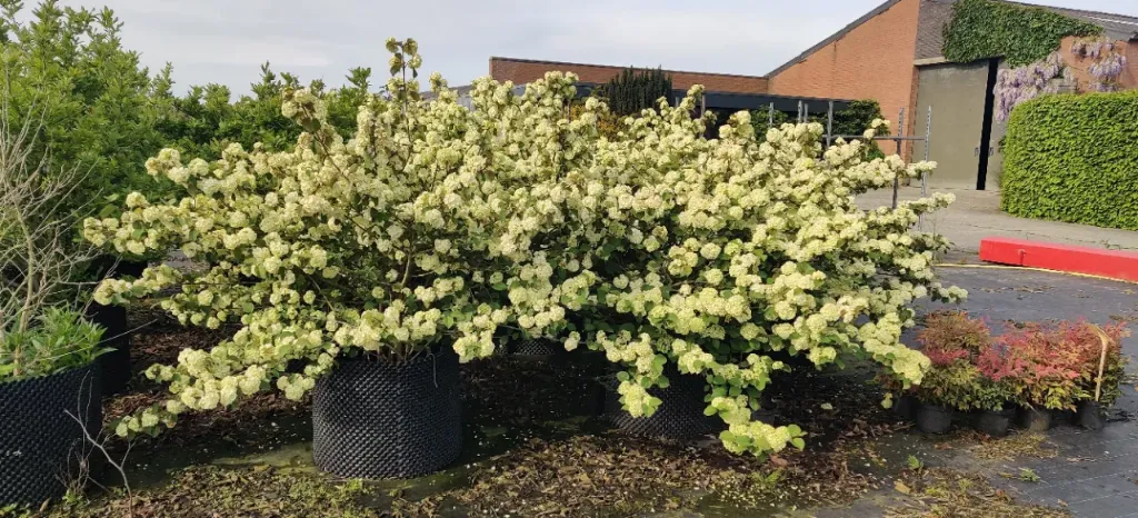 VIBURNUM PLICATUM 'GRANDIFLORUM'